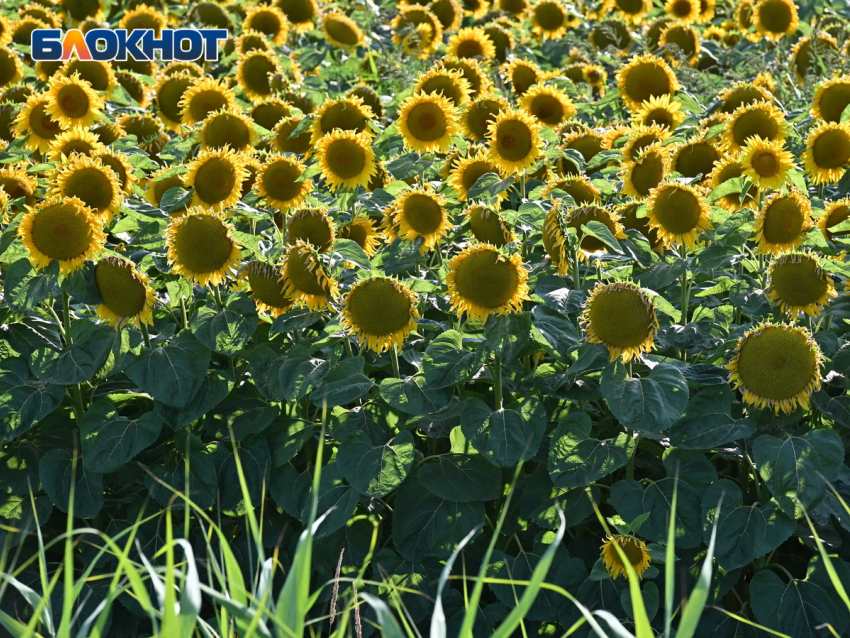 Фото: «Блокнот Краснодар"