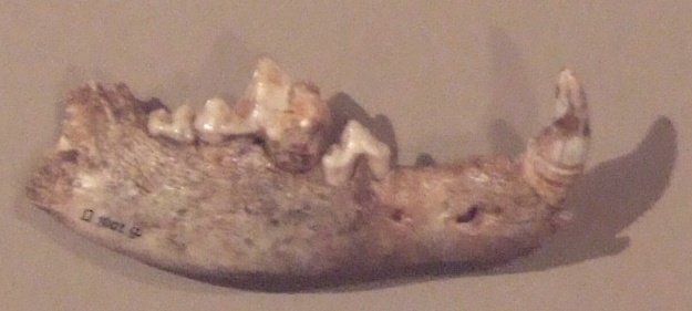 Нижняя челюсть собаки из захоронения в Бонн-Оберкасселе. 12000 лет до н.э.