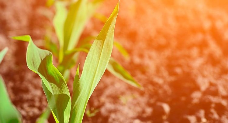    Фото: ФГБУ ЦОК АПК