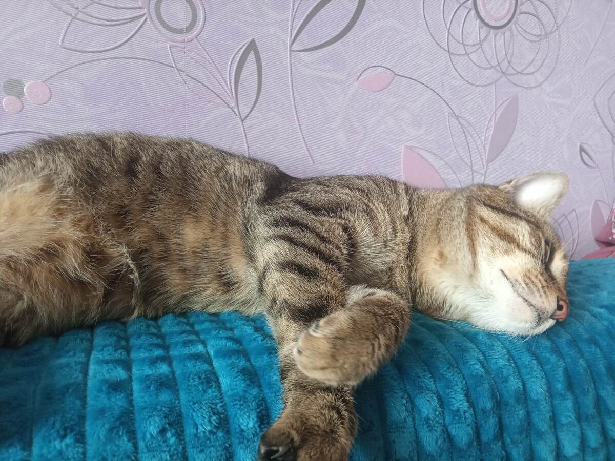 Юша рефлексирует на передержке. Маман сейчас лежит примерно в такой же позе и в том же состоянии.