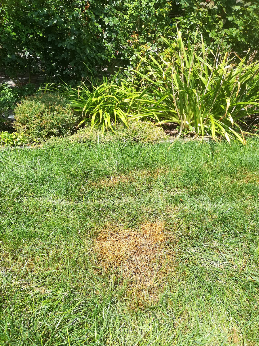 Горько, товарищи, горько и неприлично! И обидно до соплей, что сама виновата. 