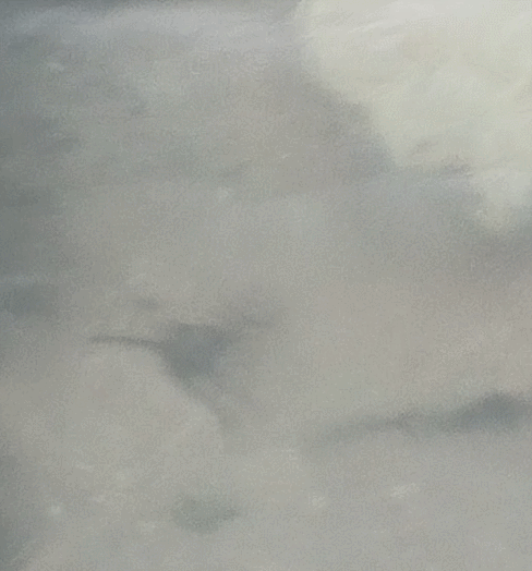 Gif анимация: Иглобрюх ест морскую звезду. (автор: Николай Б.)