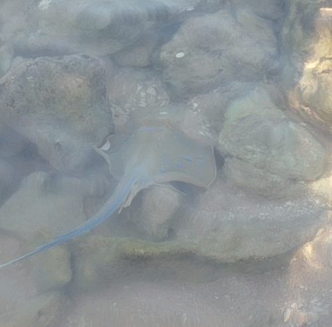 Gif анимация: скат хвостокол (автор: Николай Б.)