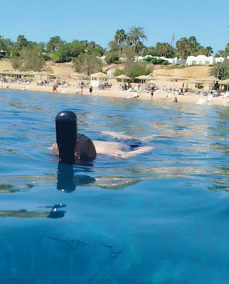 Gif анимация: Коралловый риф. (автор: Николай Б.)