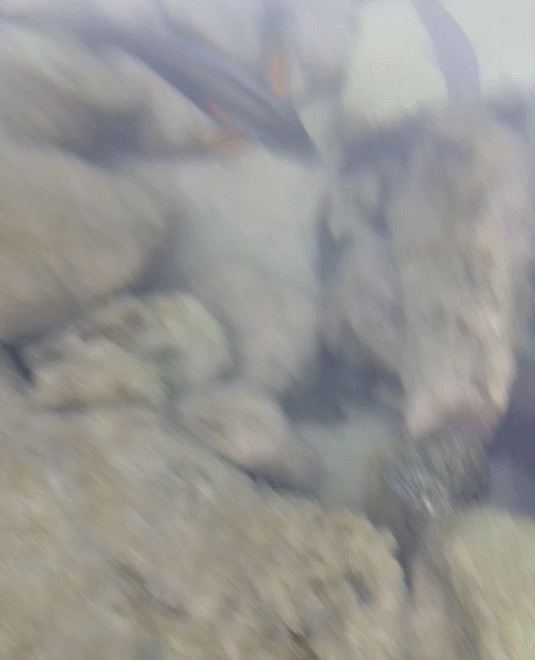 Gif анимация: Рыбы (автор: Николай Б.)