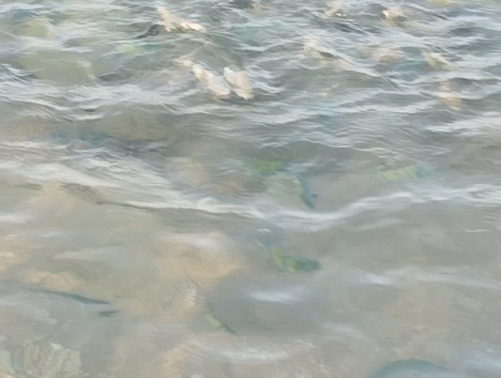 Gif анимация: Рыбы (автор: Николай Б.)