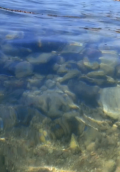 Gif анимация: Рыбы (автор: Николай Б.)