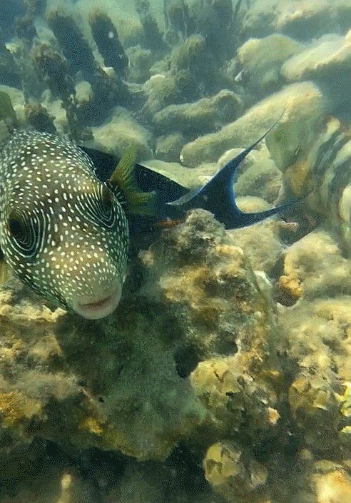 Gif анимация: Рыбы (автор: Николай Б.)