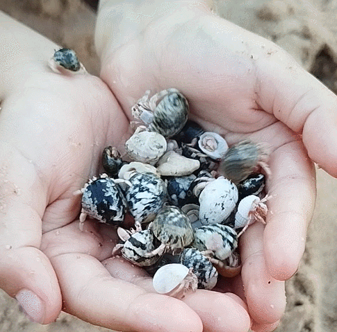 Gif анимация: Раки отшельники (автор: Николай Б.)