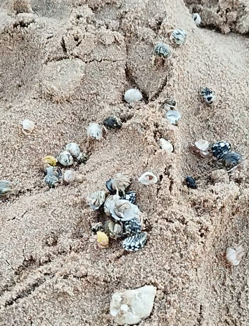 Gif анимация: Раки отшельники (автор: Николай Б.)