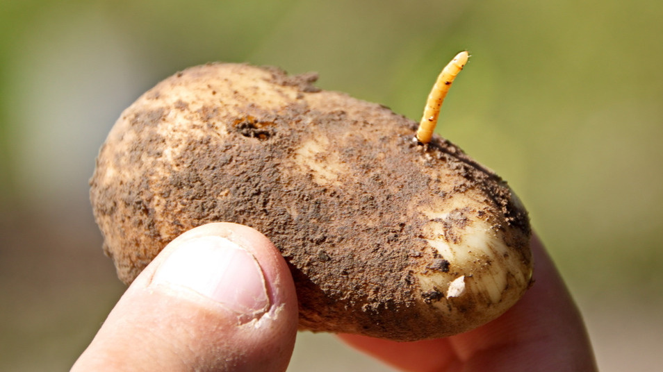 Такой "урожай" получал каждый сезон до встречи с агрономом