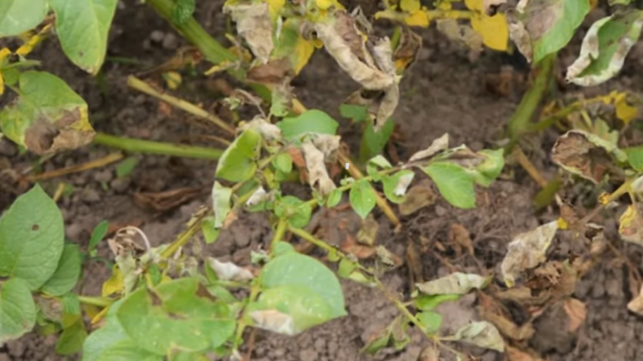 Фитофтора приходила как по расписанию каждый август.