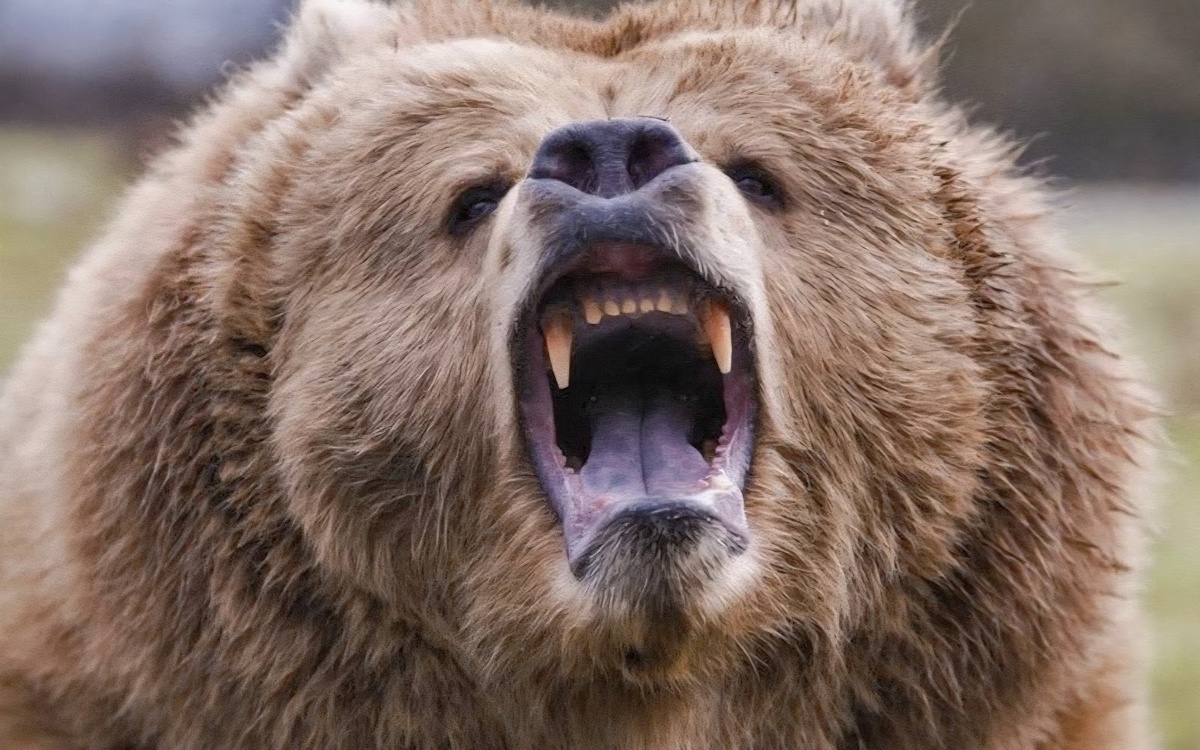 РФ западные СМИ часто изображают этаким агрессивным медведем