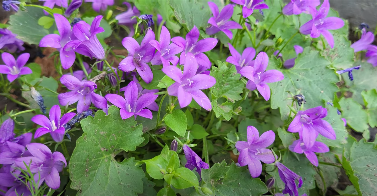 Колокольчик Портеншлага