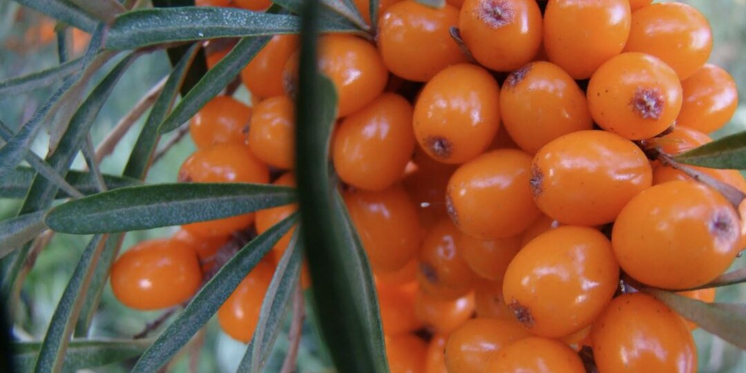 Облепиха в августе: как не пропустить идеальный момент для сбора и сохранить витамины на весь год