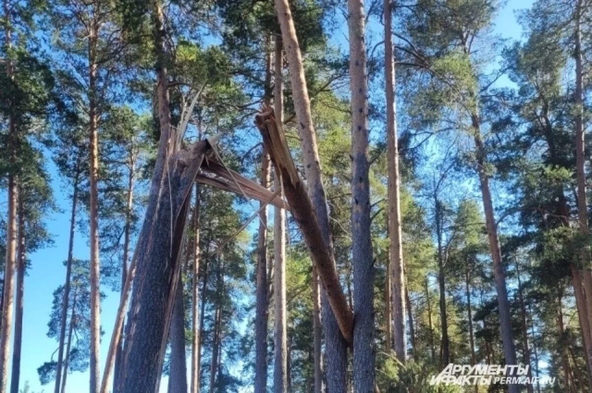    Туристы пожаловались на последствия ветра, повалившего деревья в Прикамье