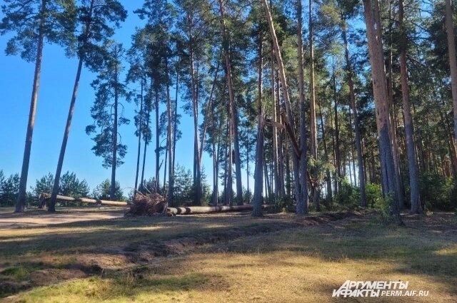    Фото: АиФ/ Юлия Шляпина