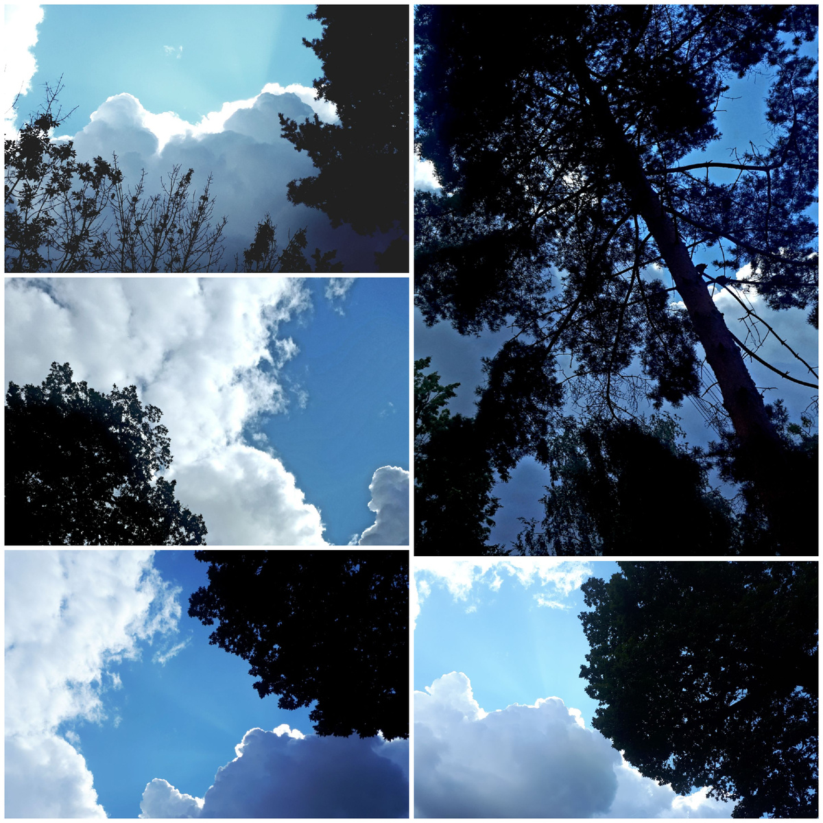 Коллаж автора 09.08.2025г.