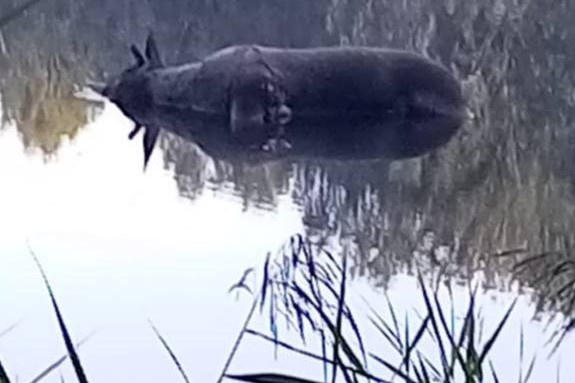    Фото: Город 54 \ Telegram