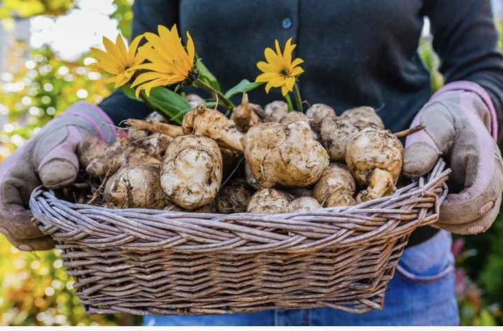 Топинамбур: когда копать и как сохранить урожай до весны без потерь