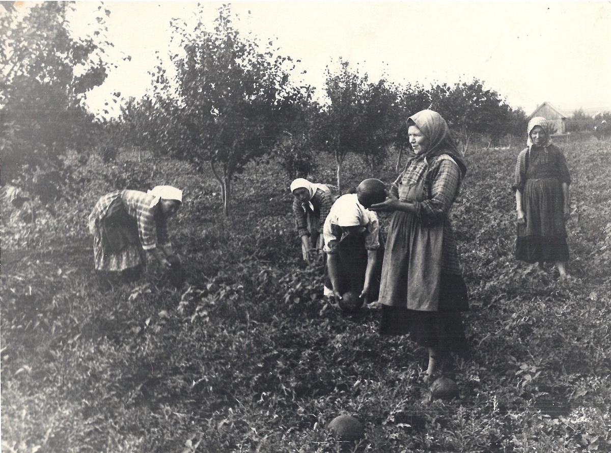 Фото 2: Сбор арбузов в колхозе «Гвардеец» Чкаловского района Чувашской АССР (1953)