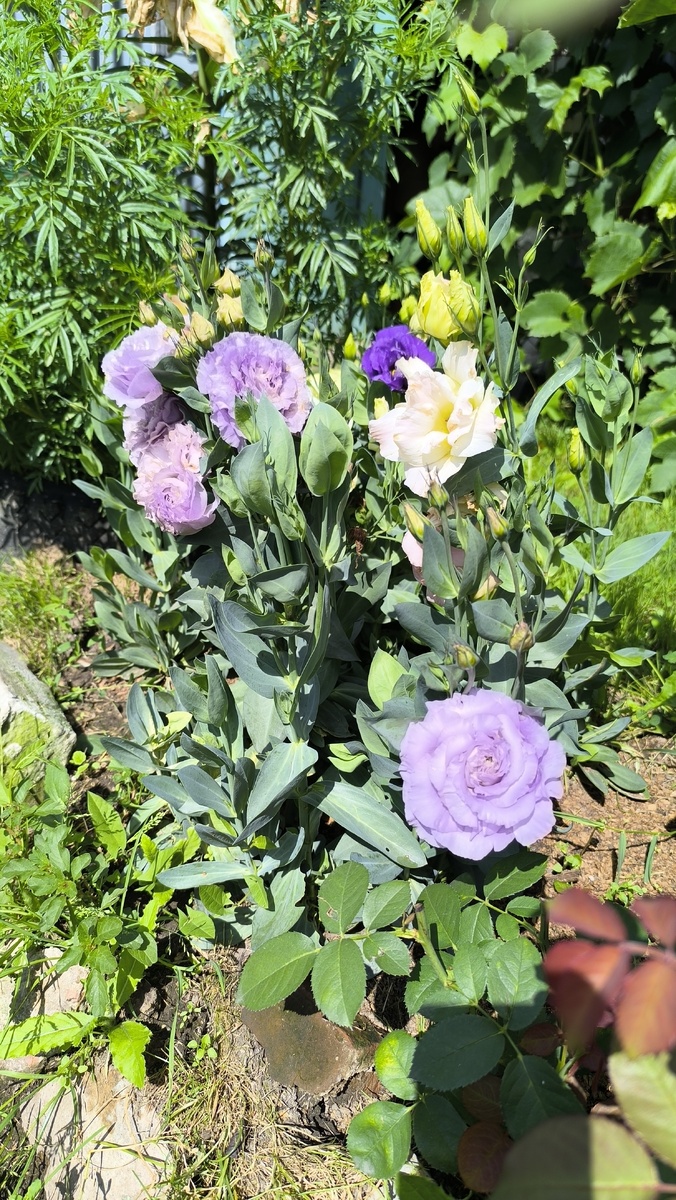 Эустомы всё-таки начали цвести, я уже думала что такого не случится в этом сезоне.