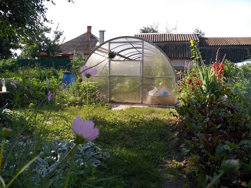 Мой подмосковный сад с поликарбонатной теплицей в августе