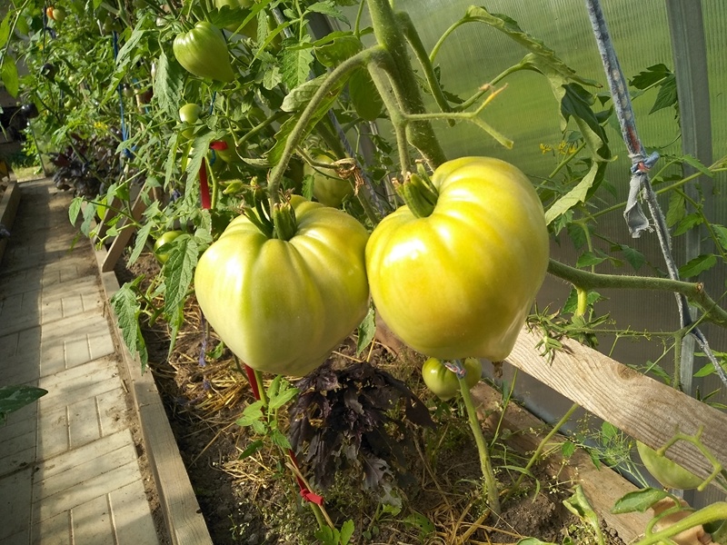 Томаты в теплице. Плоды подрастают и буреют. На фото кисть «Минусинского розового»