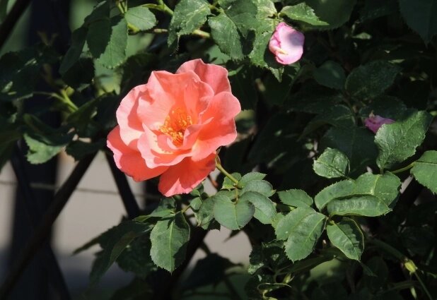    В саду пахнет молодыми цветочными побегами. Фото: АиФ/ Анастасия Григорьева