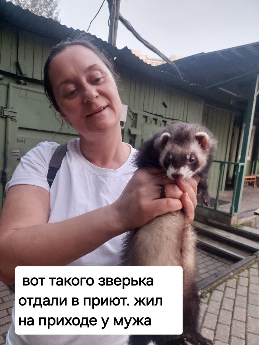 Зверек этот ласка. Пришел к людям. Ручной. Кто то выкинул очевидно.  Он бы просто погиб.  Прихожане спасли зверька. Как можно вот так выбрасывать животных. Слов нет. 