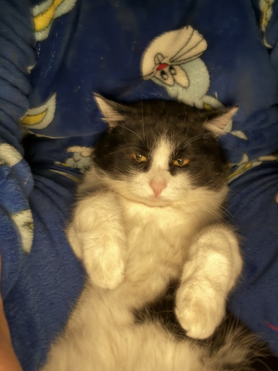 На фото кот автора «Профессор»