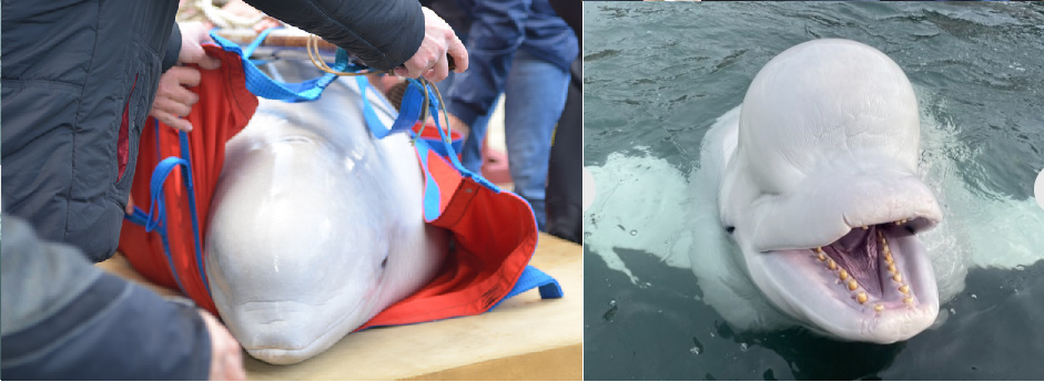 Слева Василиса, справа Альф