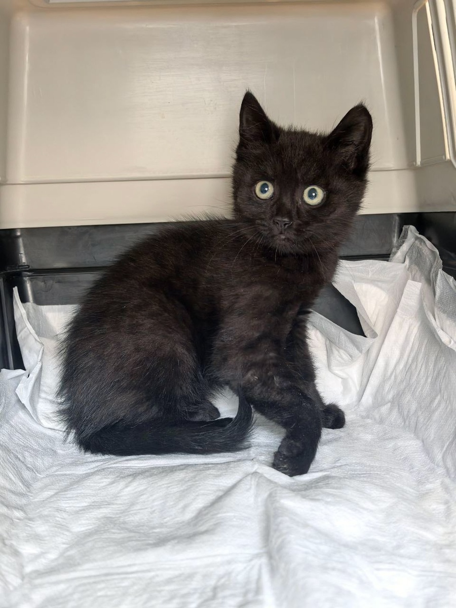 Спасибо вам за то, что Уголечек теперь дома. Фото из архива автора