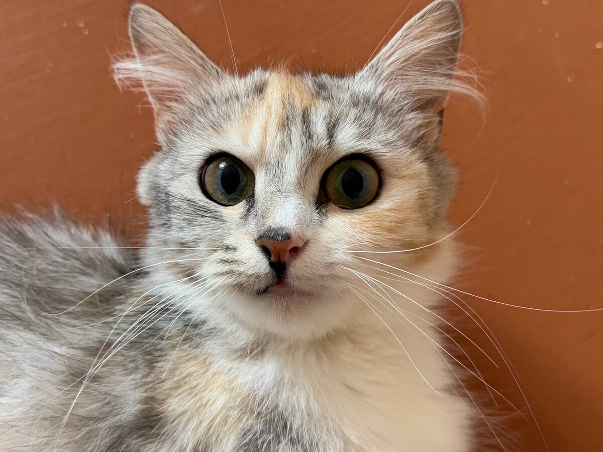 Видимо, заглянула прямо в душу своим хозяевам! Фото из архива автора