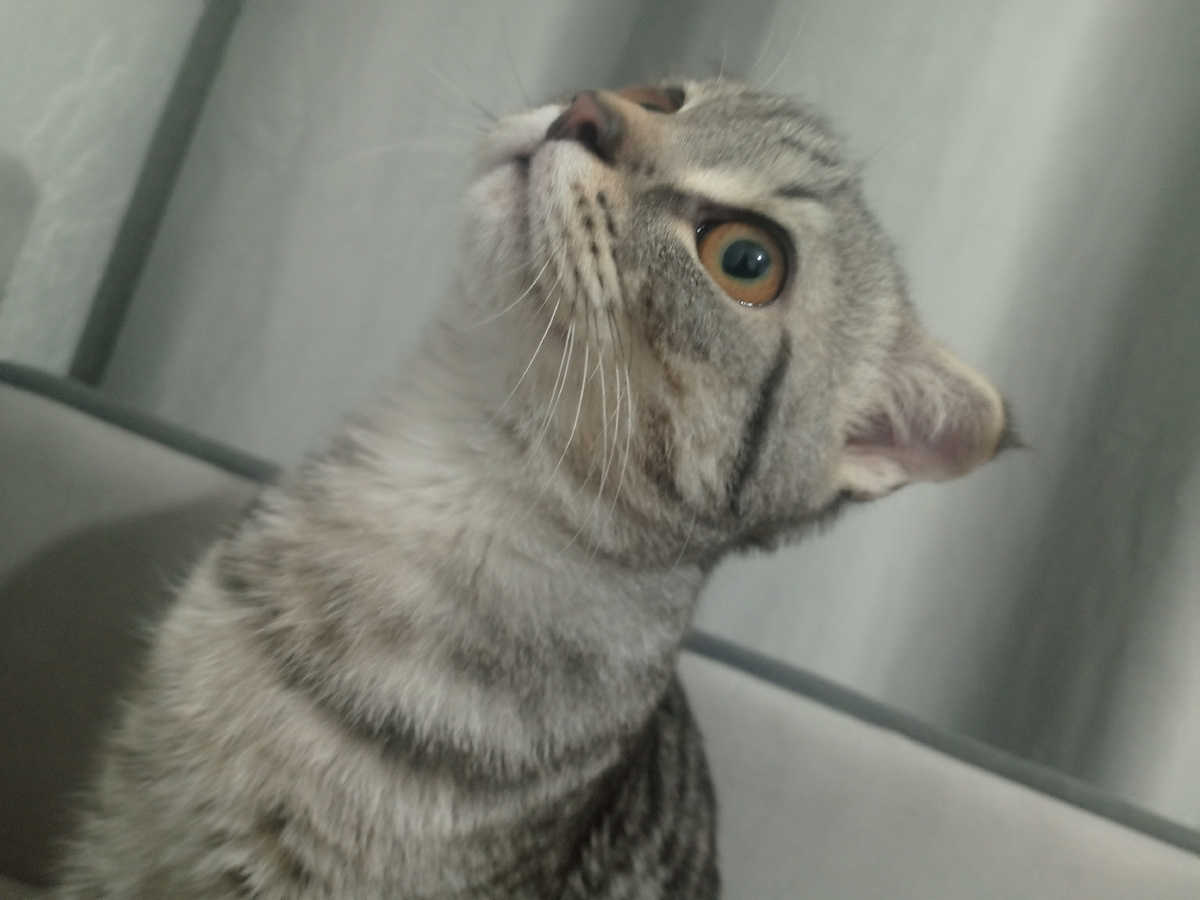 И котик сыт, и деньги целы...