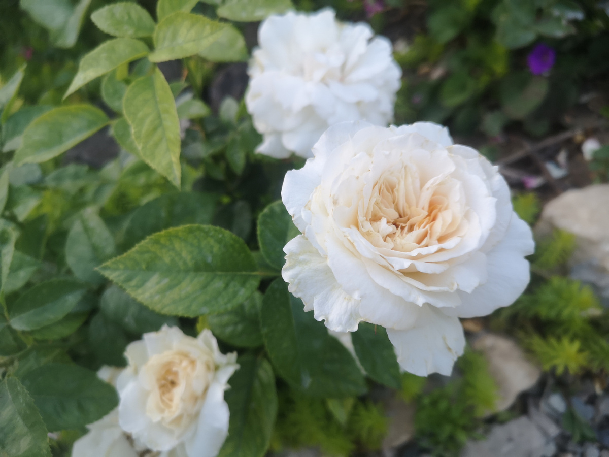 Белая роза, главное, что не белый флаг