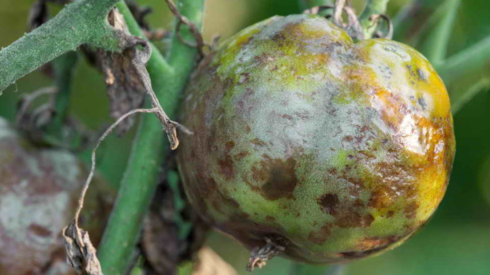 Мой "золотой" урожай помидоров в августе 2022 года - итог целого сезона работы