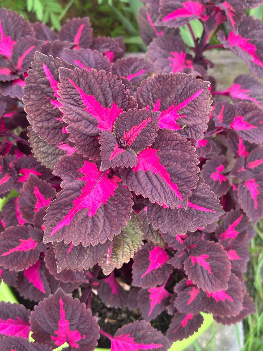 Фотография автора