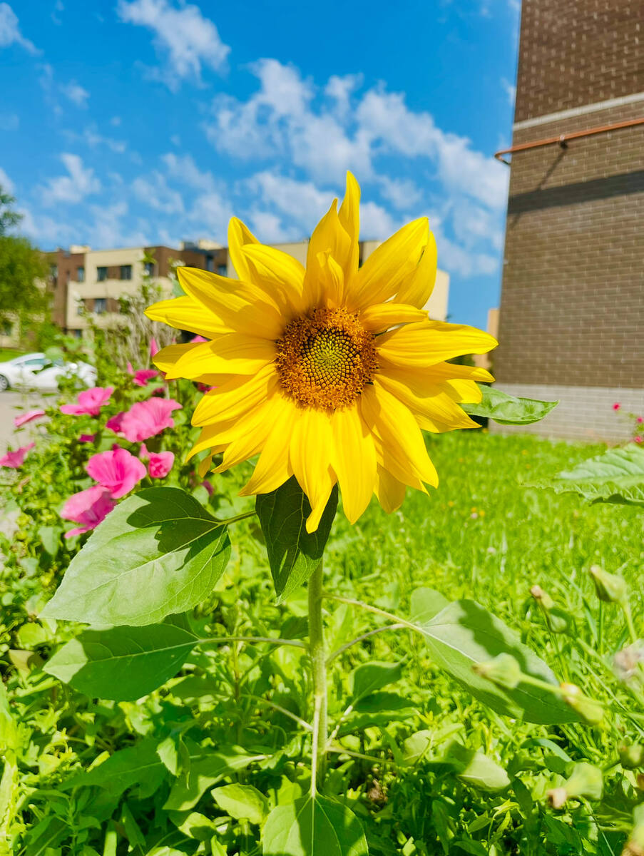 Подсолнух в ЖК Андерсон, Москва, июль 2025