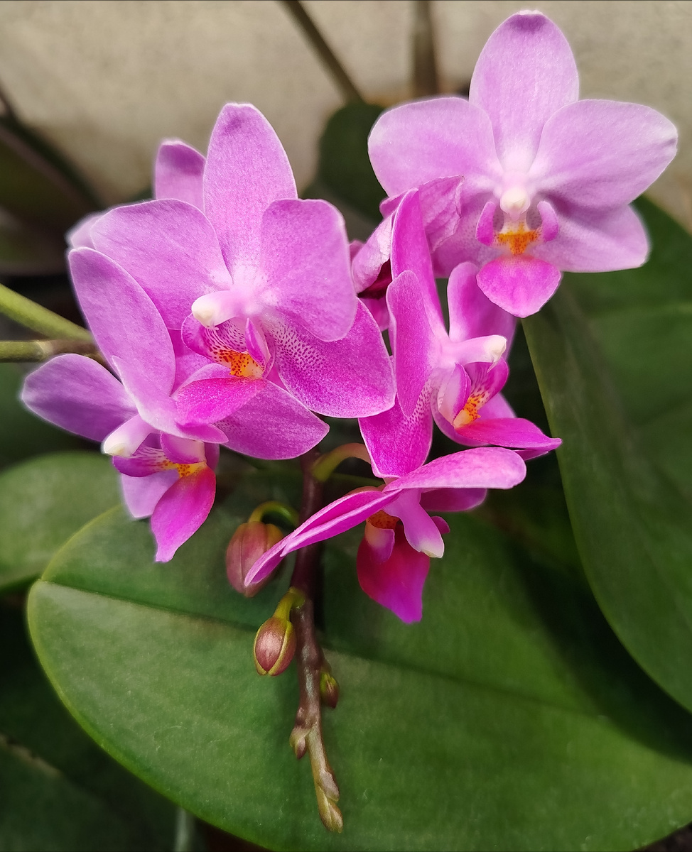 Фаленопсис Розовый фламинго осеннее домашнее цветение  фото ноябрь 2025