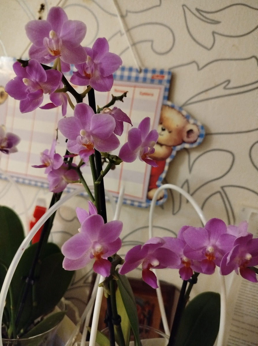 Пинк фламинго через некоторое время после покупки покупное / магазинное цветение