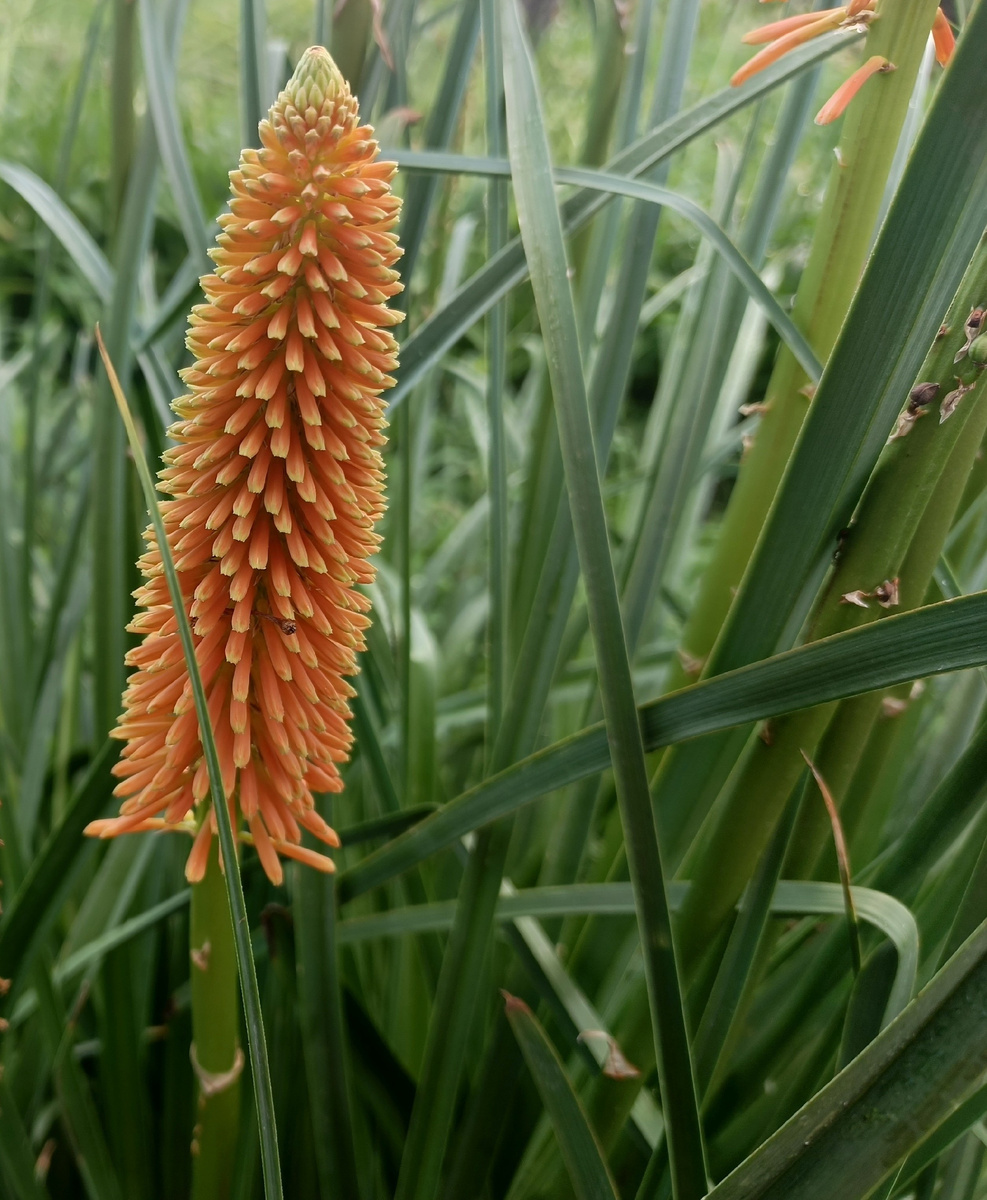 Адлер, август 2025 года. Книфофия Альказар.