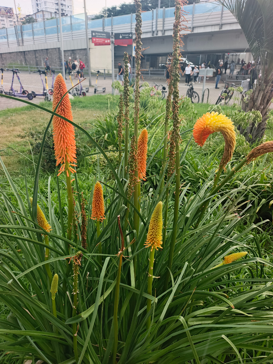 Адлер, август 2025 года. Книфофия Альказар.