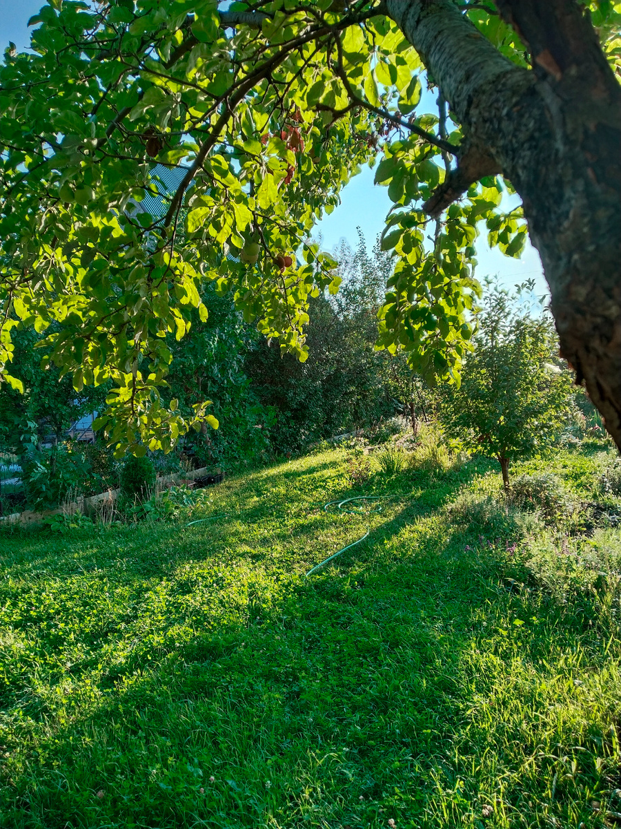 Моя лужайка