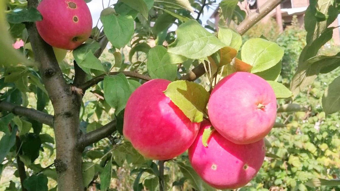 Август - критический месяц для любителей домашних заготовок. 