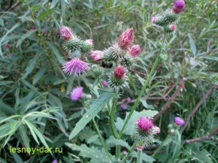 Чертополох курчавый