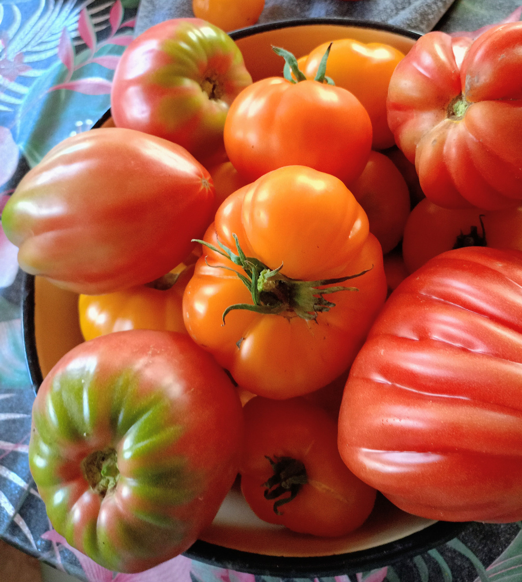 Помидоры пока радуют, хотя на листьях появились коричневые пятна, но это не фитофтора, а какая-то другая"зараза"