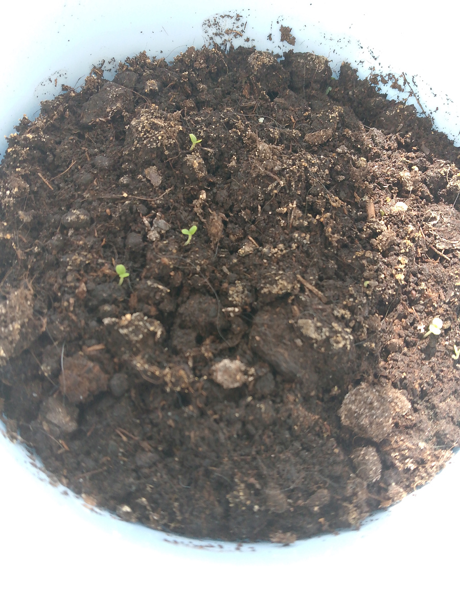 Это мелисса "Лимонный аромат" у меня на подоконнике. Всходила 6 дней, на фото маленьким растениям 2 дня 