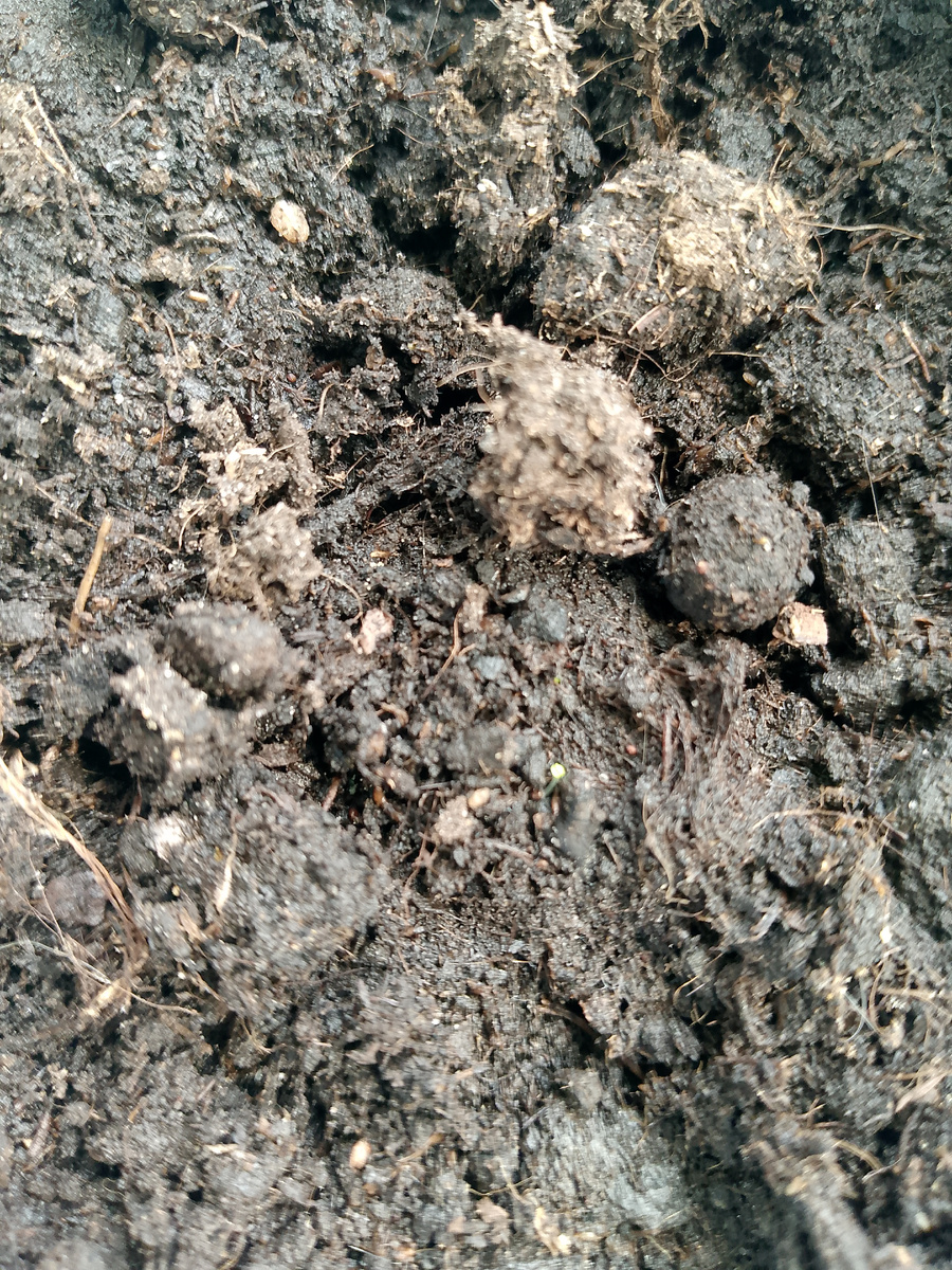 Это мята "Ясная Нотка", всходила она 7 дней, маленькому растению на фото меньше 1 дня