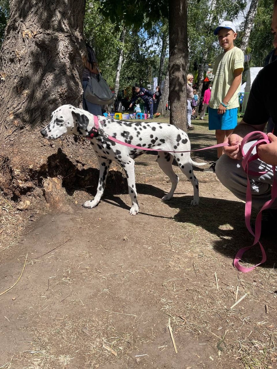 Домашняя и обожаемая Зефирка! 